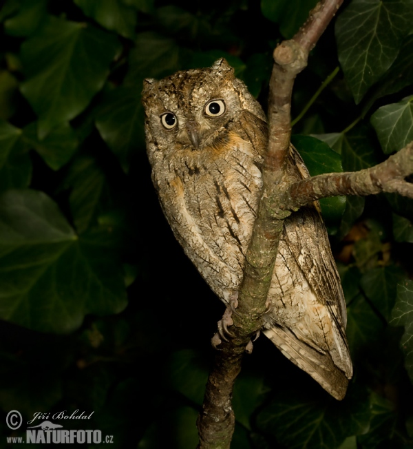 Burung Hantu Kuang Kuit