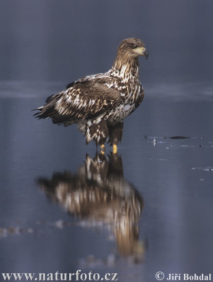 Burung Lang Ekor Putih