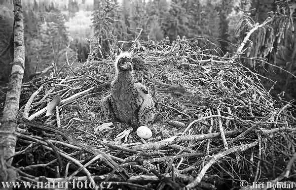 Burung Lang Ekor Putih