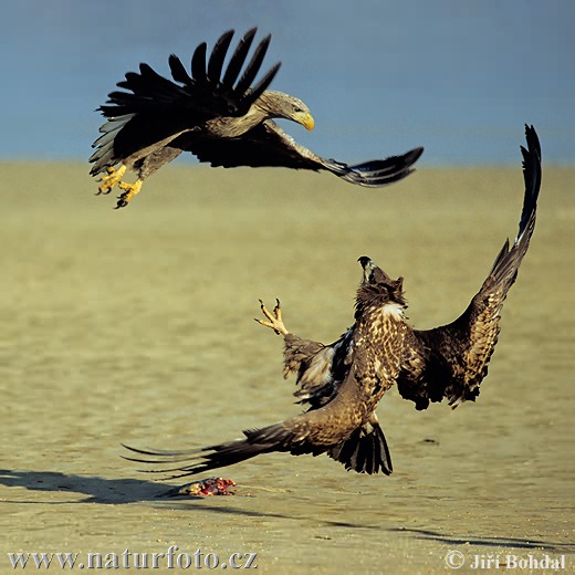 Burung Lang Ekor Putih