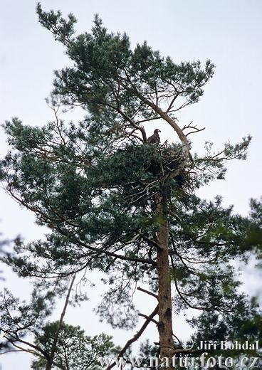 Burung Lang Ekor Putih