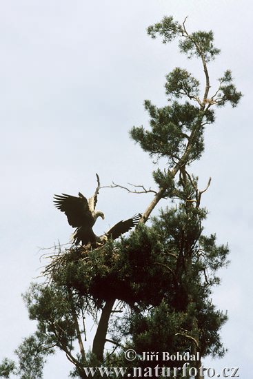 Burung Lang Ekor Putih