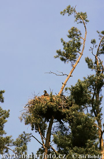 Burung Lang Ekor Putih