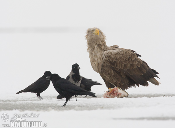 Burung Lang Ekor Putih