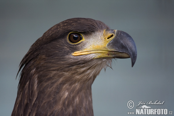 Burung Lang Ekor Putih