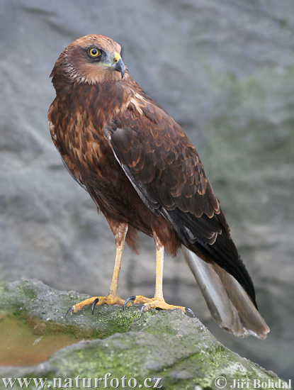 Burung Lang Kepala Putih