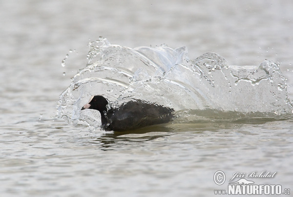 Burung Pangling Hitam