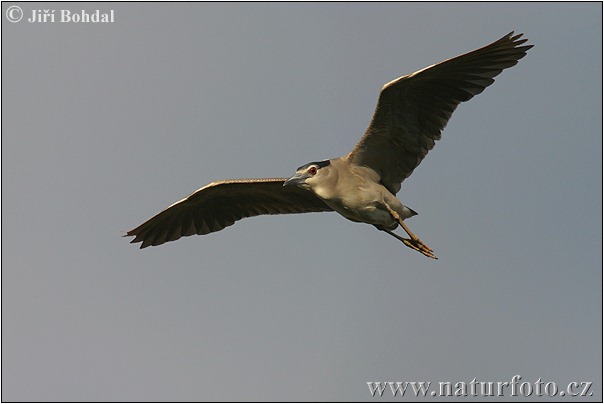 Burung Puchong Kuak