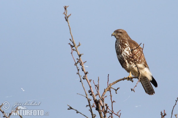 Buse variable