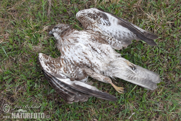 Buteo buteo