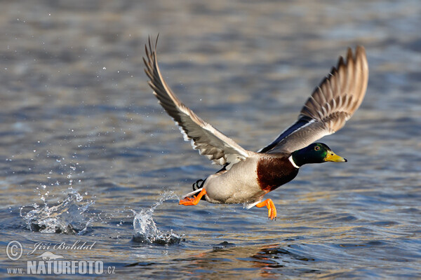 Canard colvert