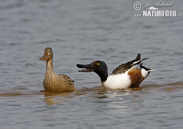 Canard souchet