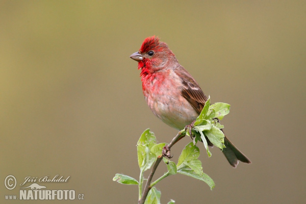 Carpodacus erythrinus