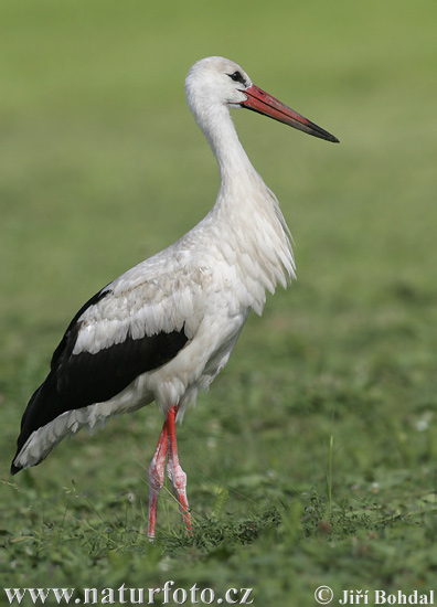 Cicogna bianca