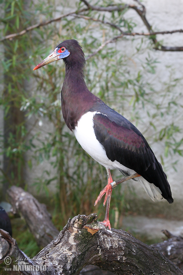 Ciconia abdiimi