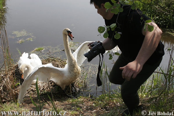 Cigne mut