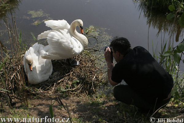 Cigne mut