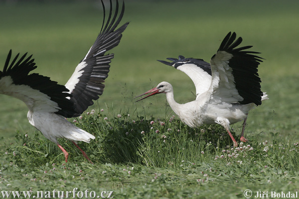 Cigogne blanche