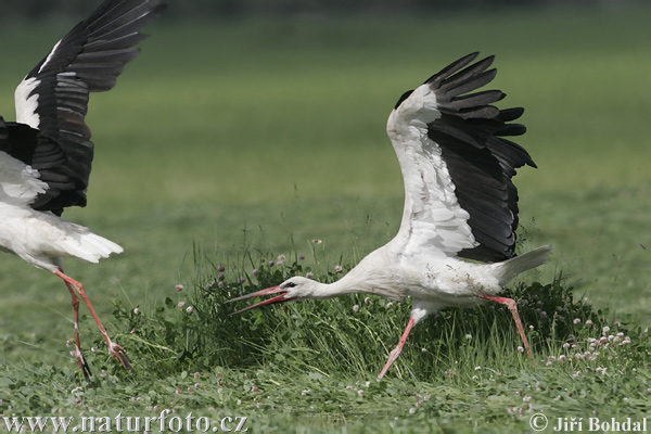 Cigogne blanche