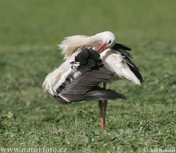 Cigogne blanche