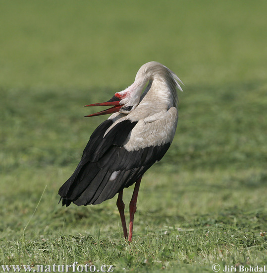 Cigogne blanche