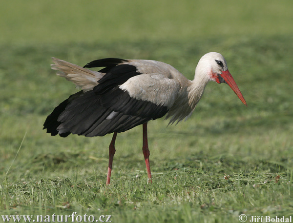 Cigogne blanche