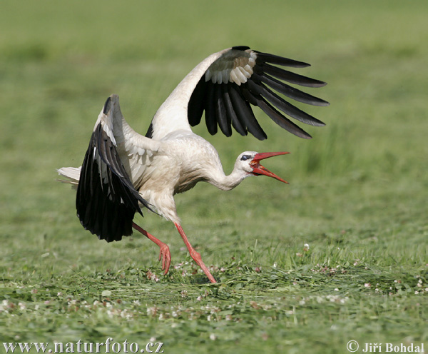 Cigogne blanche