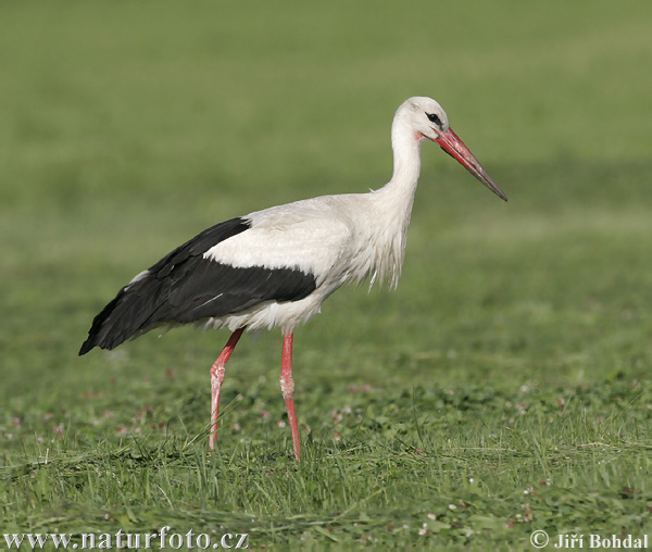 Cigogne blanche