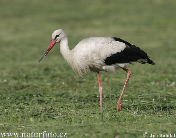 Cigogne blanche