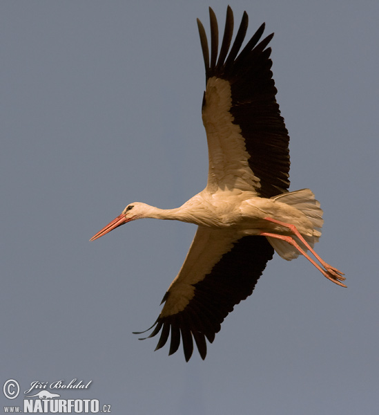 Cigogne blanche