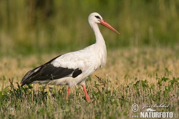 Cigogne blanche