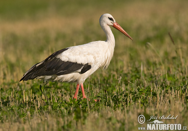 Cigogne blanche