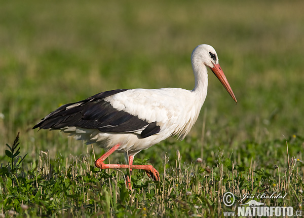 Cigogne blanche