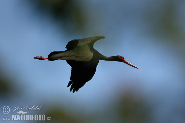 Cigogne noire