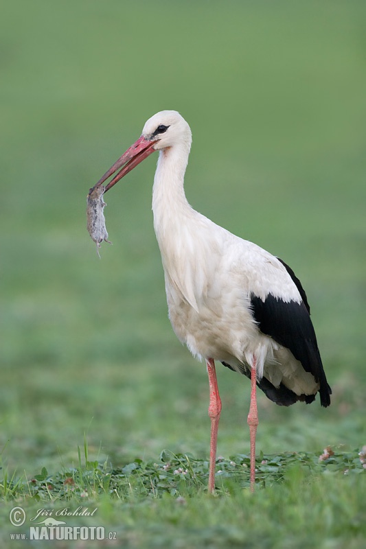 Cigonya blanca