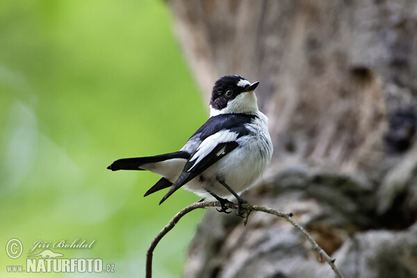 Collared Flycatcher (Ficedula albicollis)