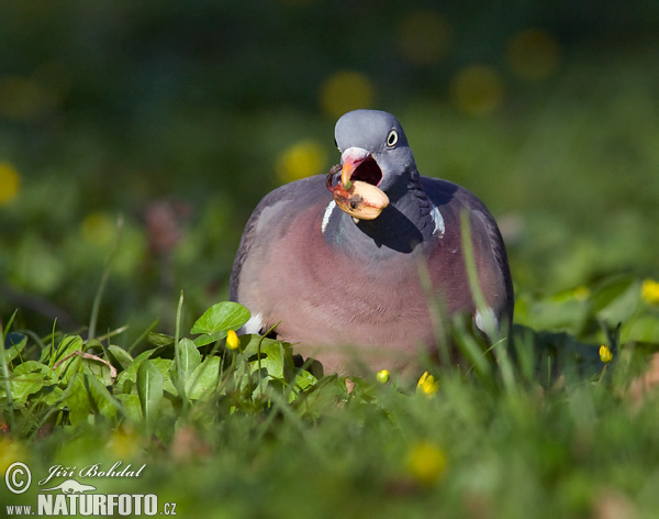 Columba palumbus