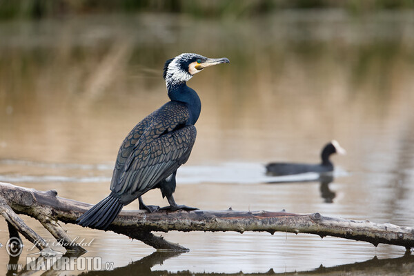 Cormorán grande