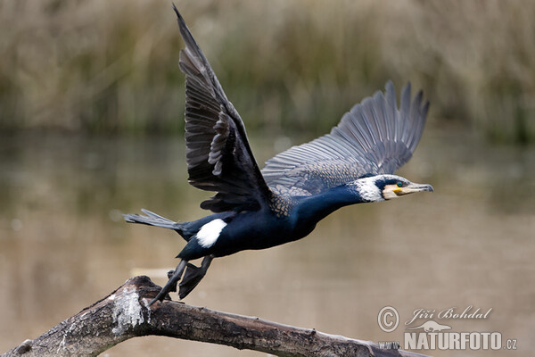 Cormorán grande