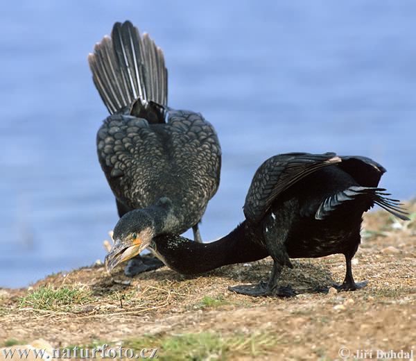 Cormorán grande