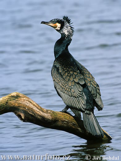 Cormorán grande