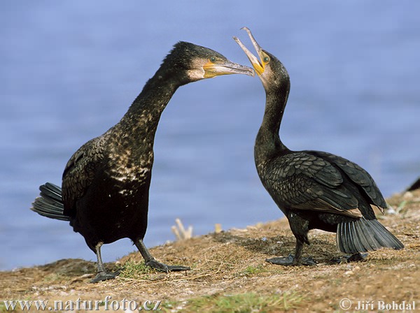 Cormorano comune