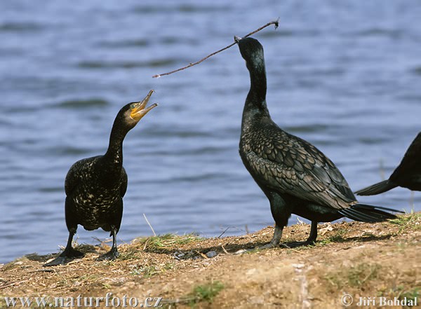 Cormorano comune