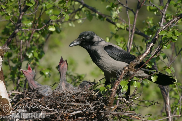 Corvus cornix