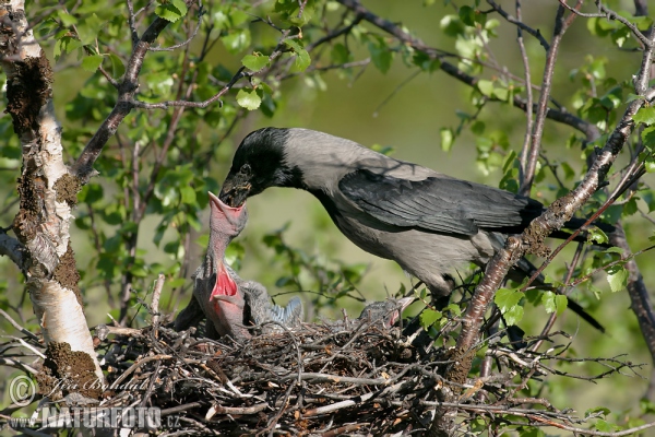 Corvus cornix