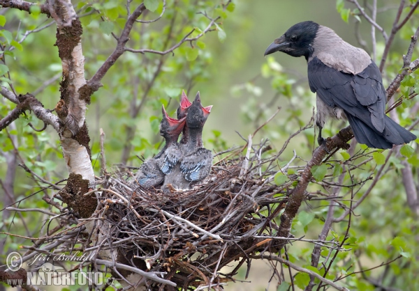 Corvus cornix