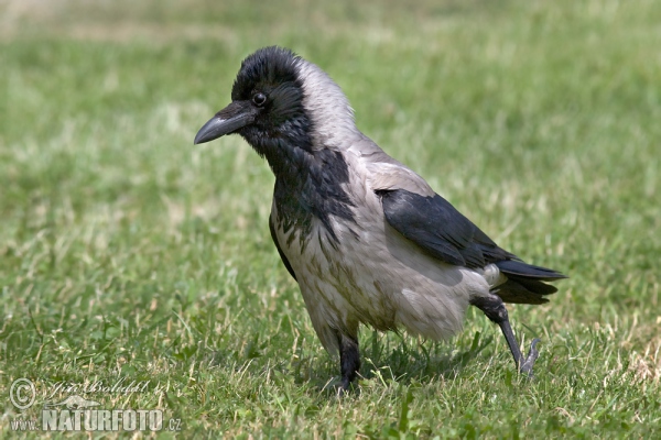 Corvus cornix