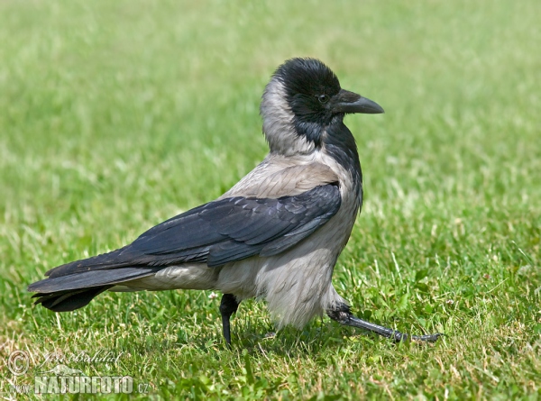 Corvus cornix