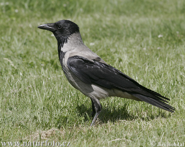 Corvus cornix