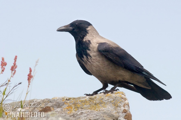 Corvus cornix